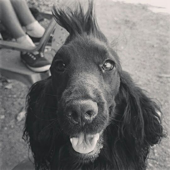 EXTREME CLOSE UP OF DOG