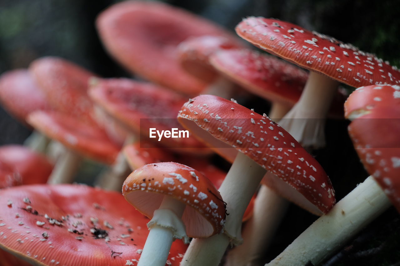 CLOSE-UP OF RED MUSHROOM GROWING OUTDOORS