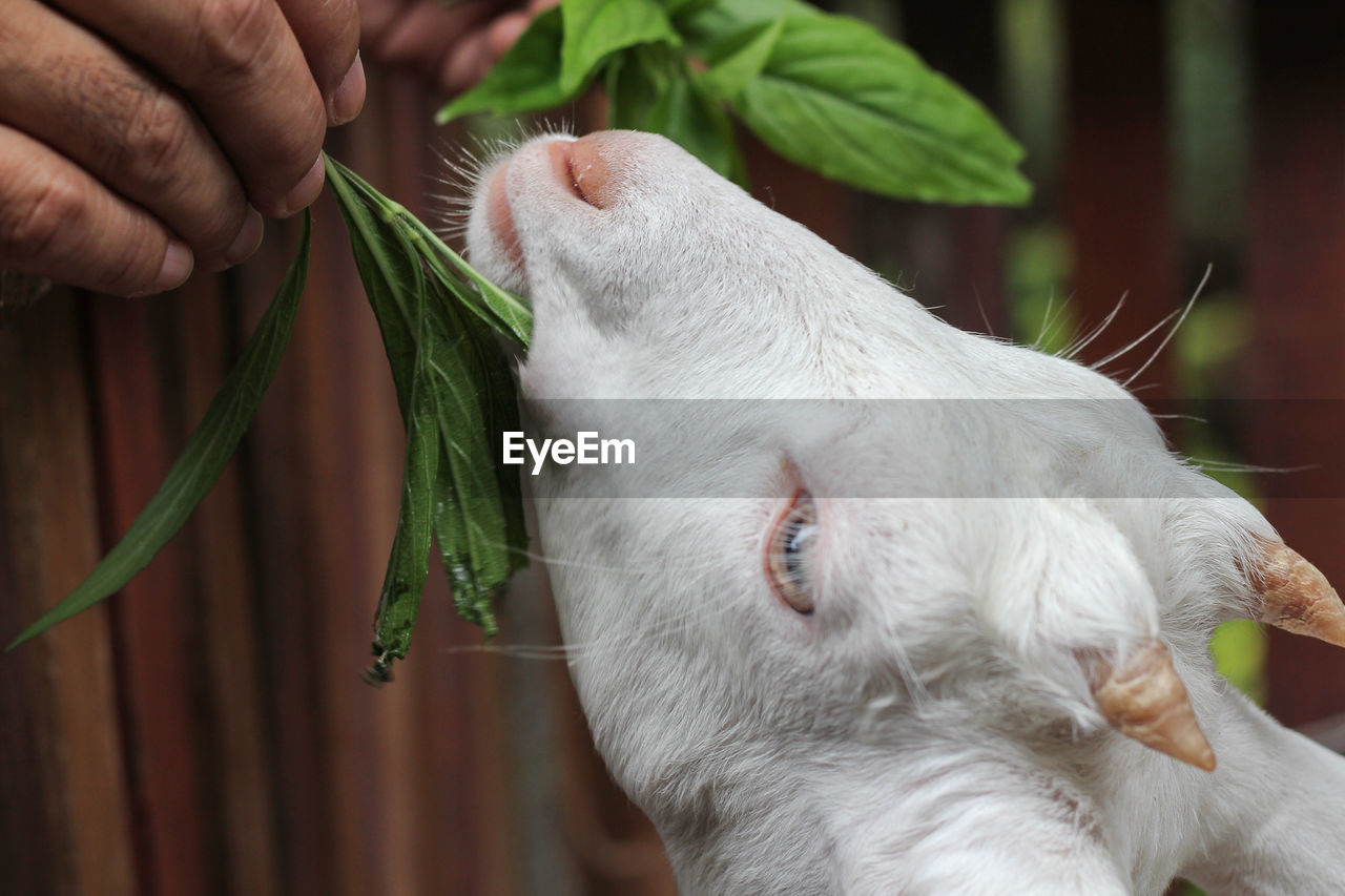 Close-up of man feeding baby goat