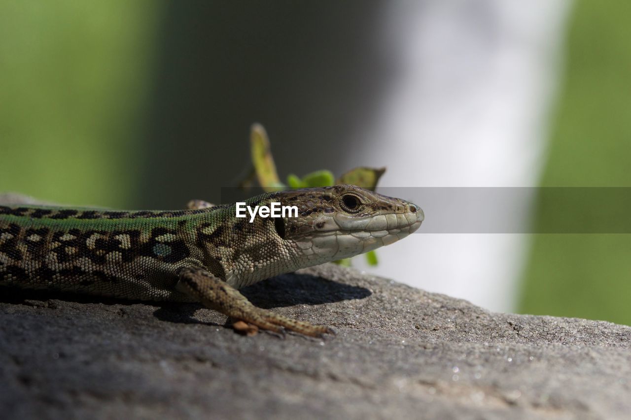 CLOSE-UP OF LIZARD ON A ROCK