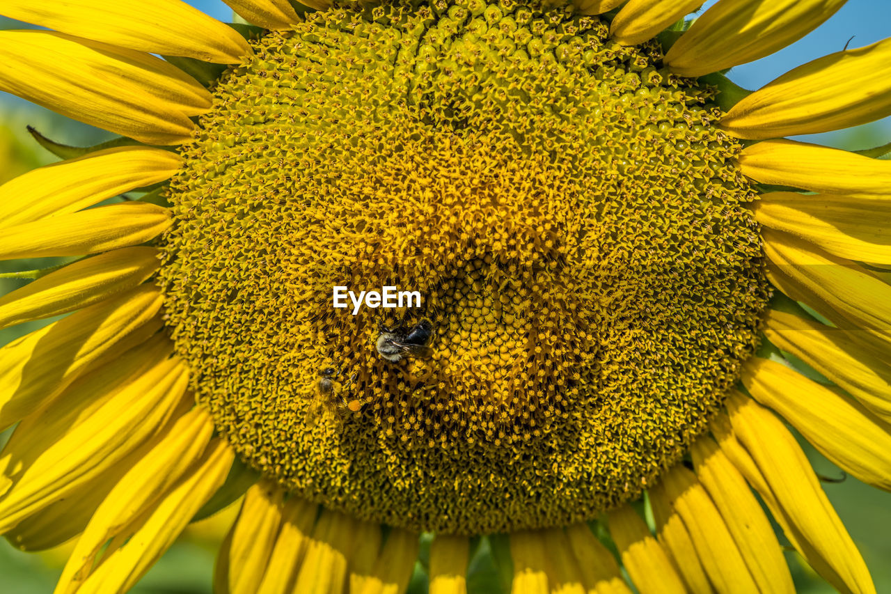 A couple of different kinds of bees being covered in pollen collecting from the large sunflower 