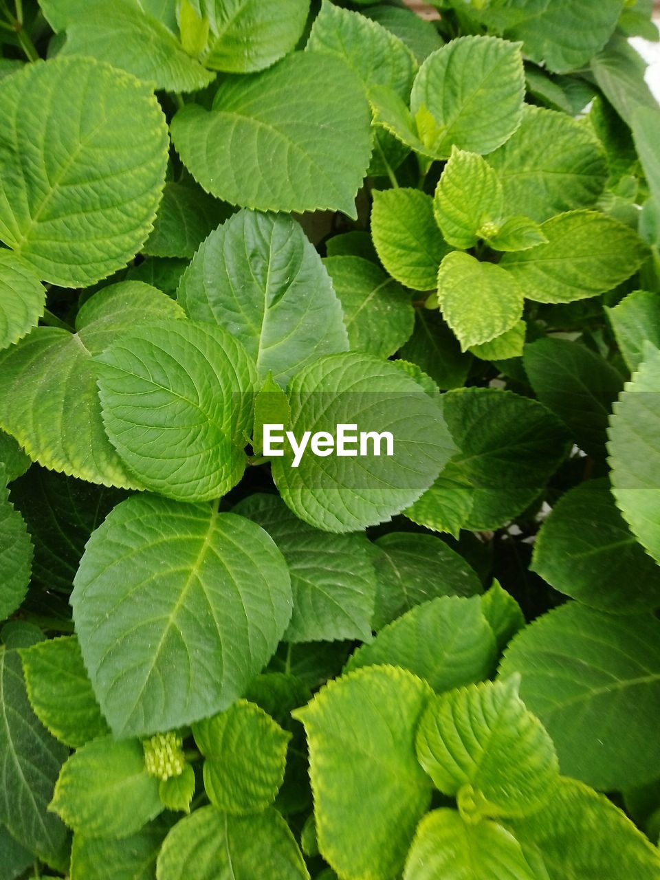 HIGH ANGLE VIEW OF LEAVES