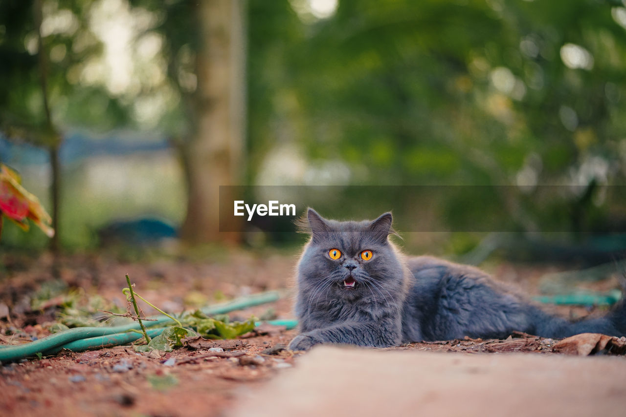 Portrait of a cat on field