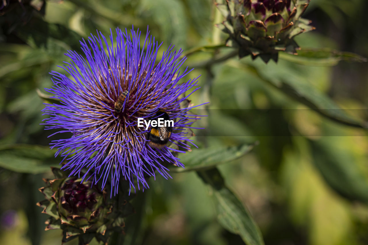 CLOSE-UP OF BEE POLLINATING ON PURPLE FLOWER