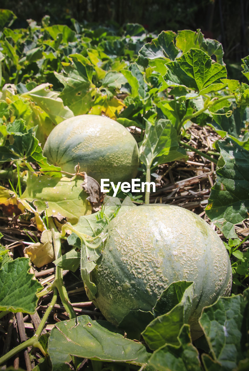Close-up of watermelon growing on plant