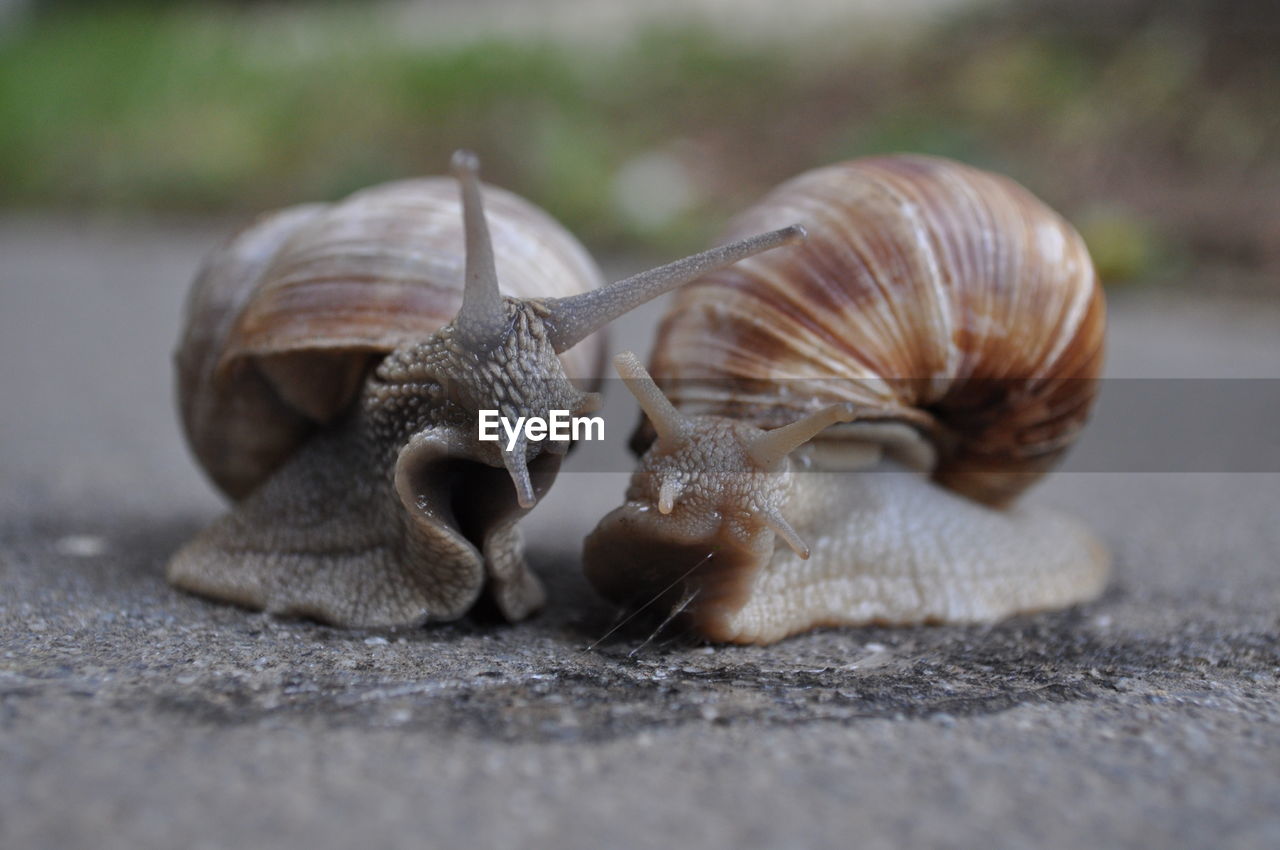 Close-up of snails