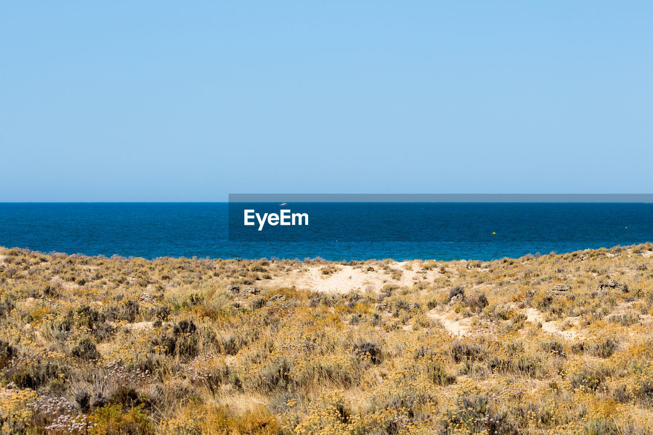 View of sandy beach with calm blue ocean against clear sky