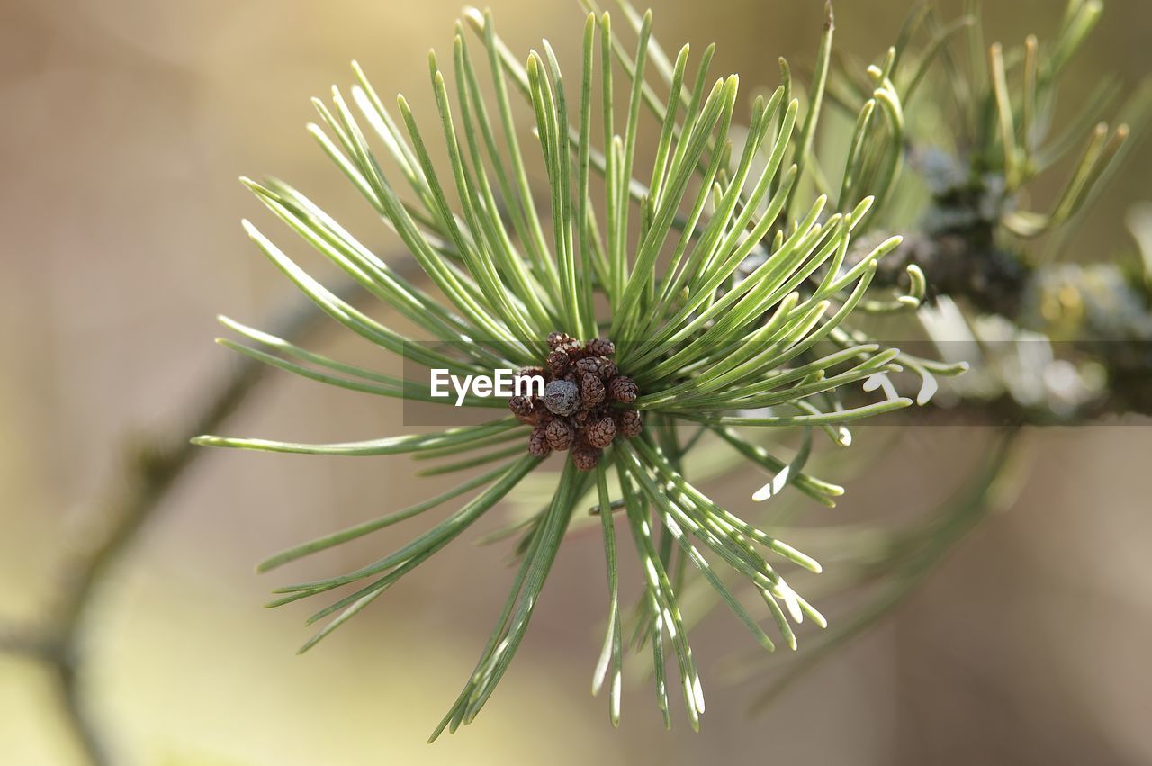 Close-up of pine tree 