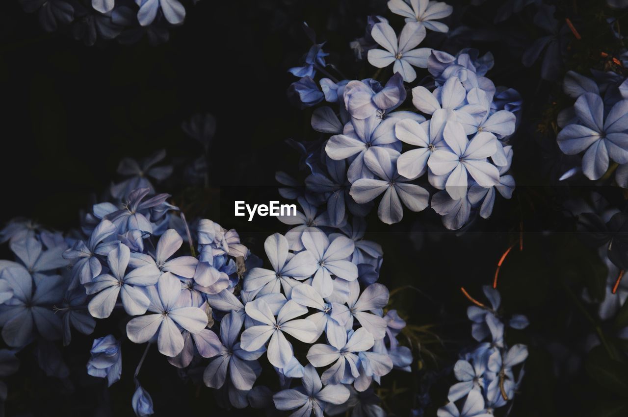 Close-up of flowers over black background