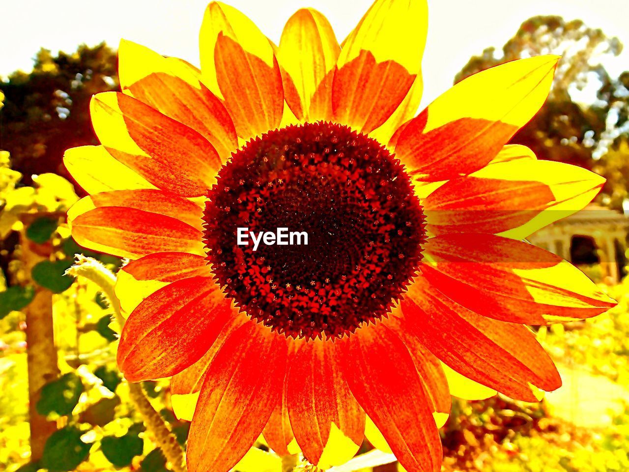 Close-up of sunflower blooming outdoors