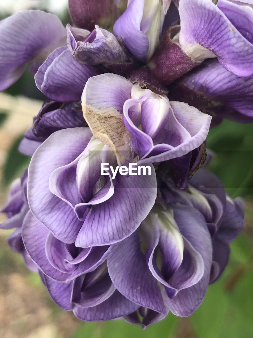 Intricate purple flower blooms
