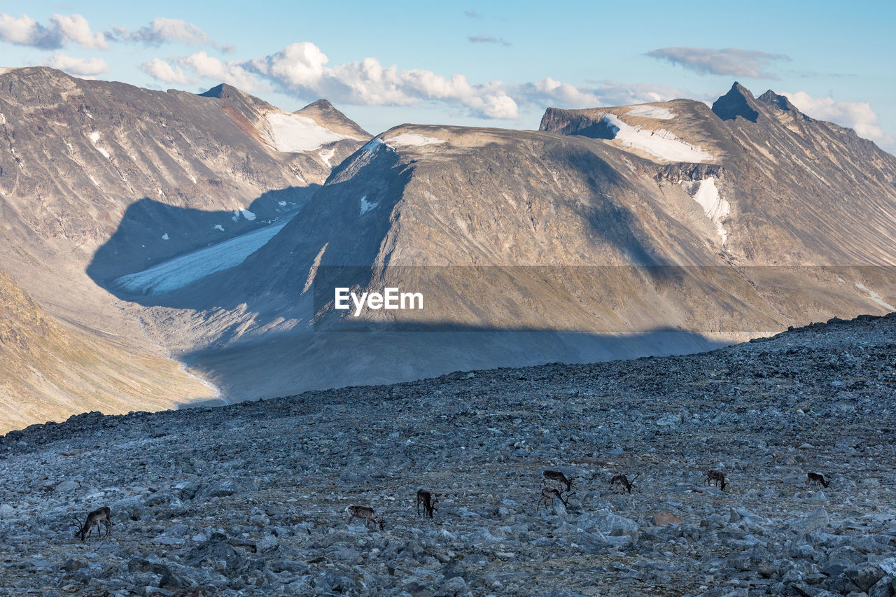 Scenic view of deer on landscape against snowcapped mountains 