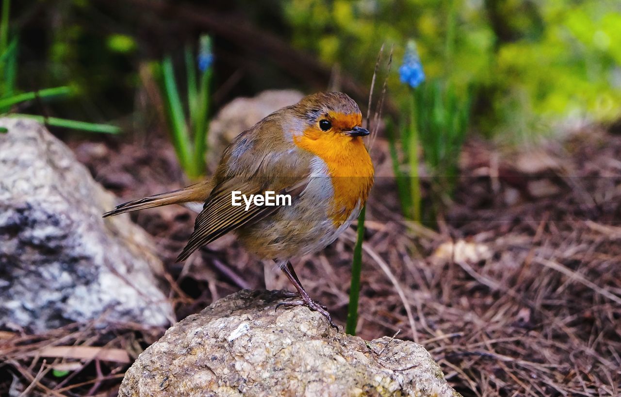 Close-up of a bird perching on rock