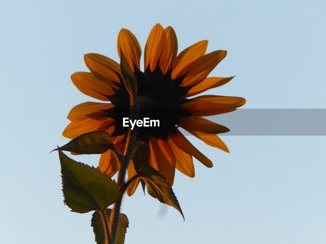 Low angle view of sunflower against clear sky