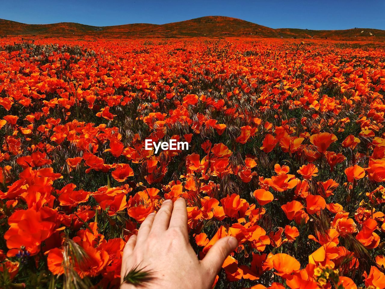 Cropped hand touching orange flowers on field