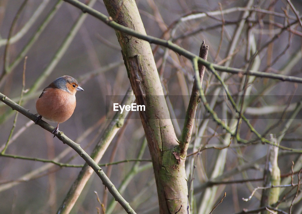 Close-up of bird perching on tree