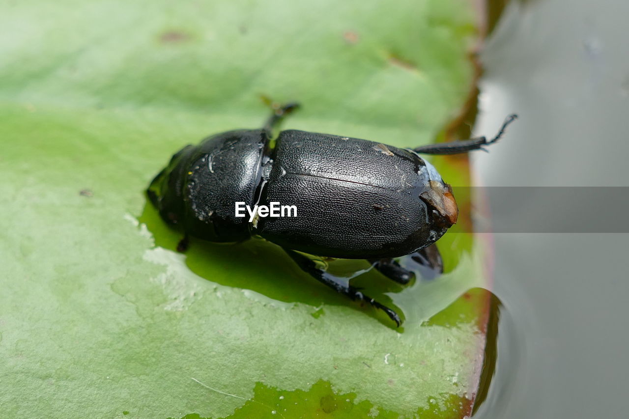 CLOSE-UP OF INSECT ON PLANT