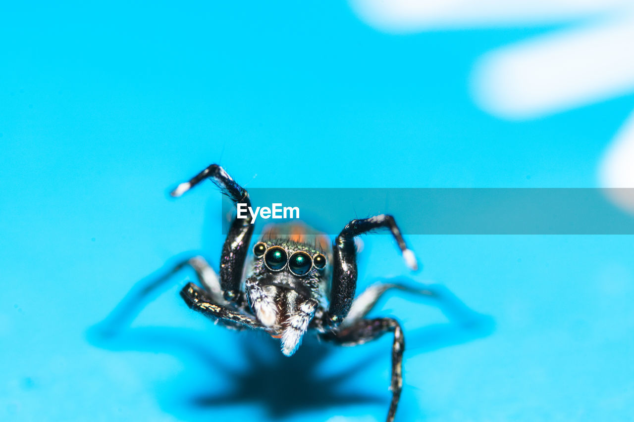 Close-up of spider on table
