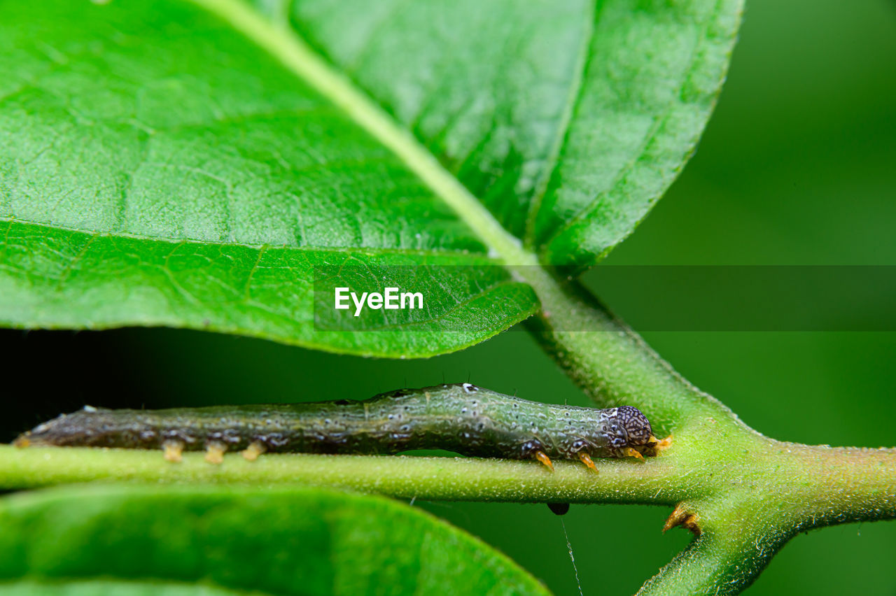 CLOSE-UP OF GREEN INSECT