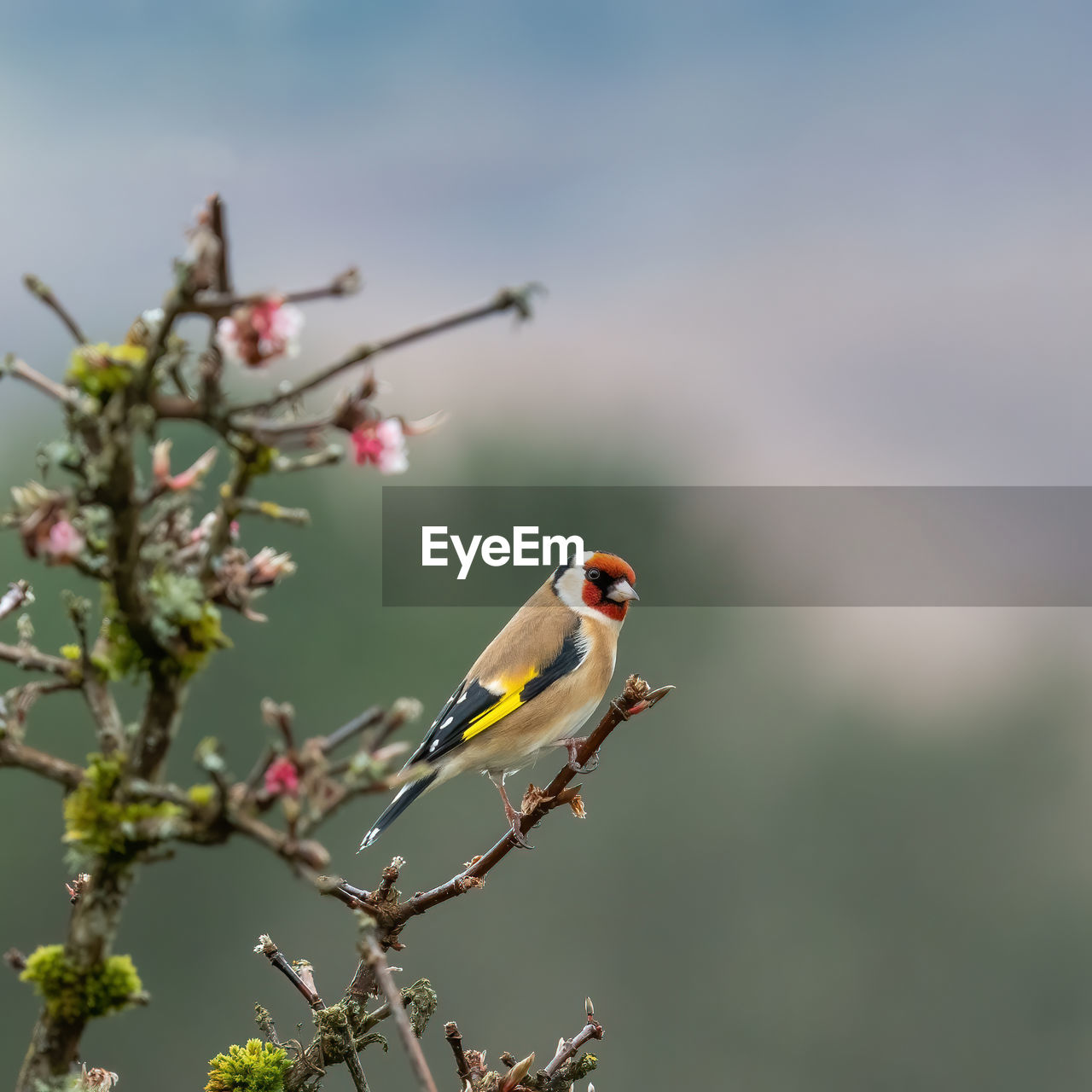A goldfinch carduelis carduelis perched on the branches of a blossom tree in a british garden