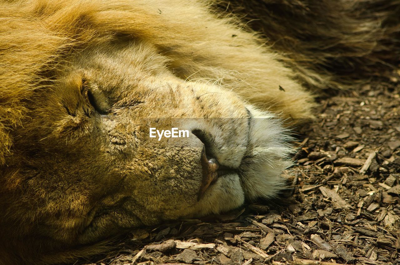 Close-up of a lion sleeping