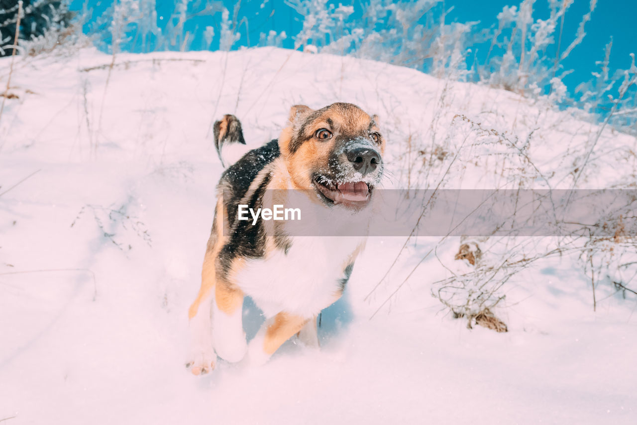 PORTRAIT OF A DOG IN SNOW