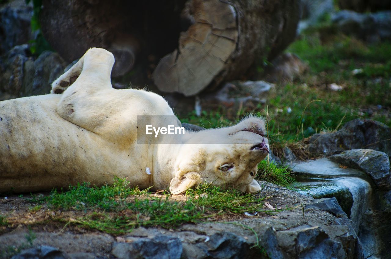 Lion sitting on rock