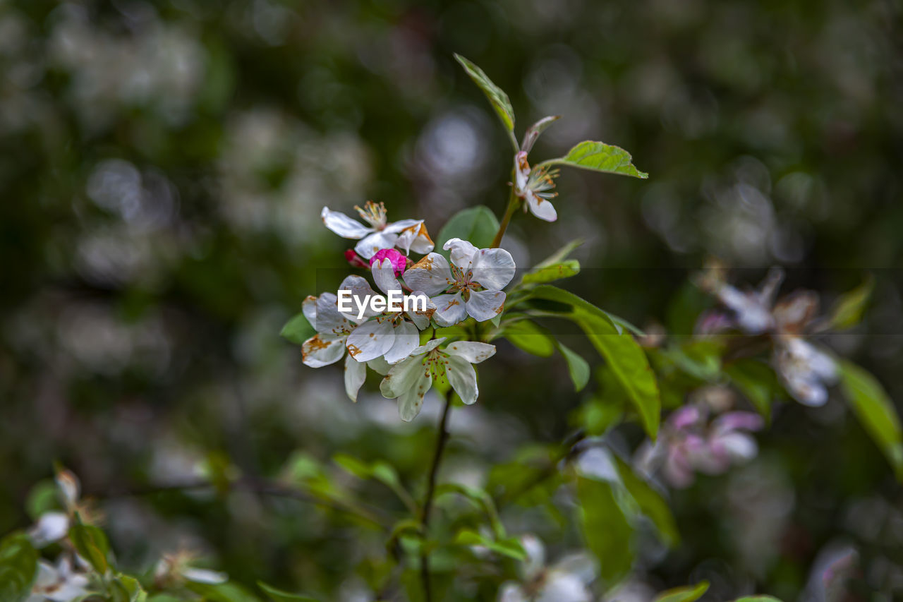 Cherry blossoms