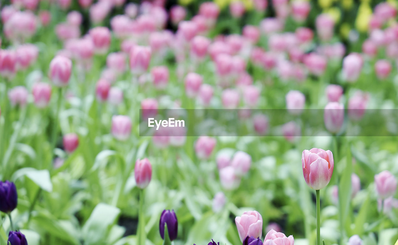 flower, plant, flowering plant, beauty in nature, freshness, pink, nature, growth, close-up, fragility, springtime, petal, no people, flowerbed, flower head, purple, field, inflorescence, green, garden, summer, tulip, ornamental garden, selective focus, land, focus on foreground, outdoors, blossom, day, backgrounds, plant part, environment, multi colored, leaf, botany, formal garden, grass