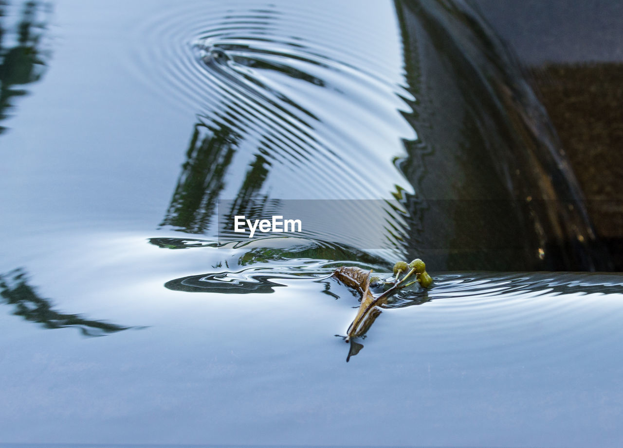 HIGH ANGLE VIEW OF STARFISH ON LAKE