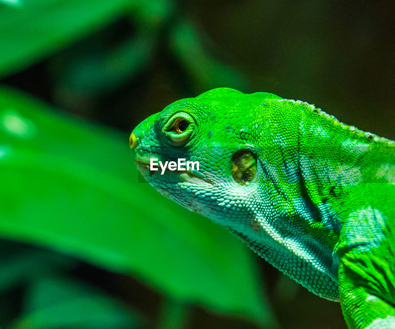 CLOSE-UP OF A LIZARD ON LEAF