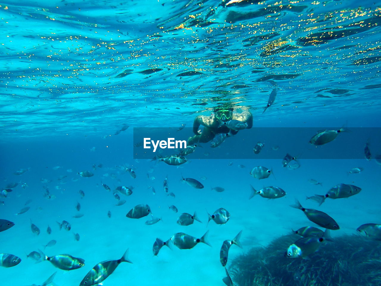 Boy and fishes swimming in sea