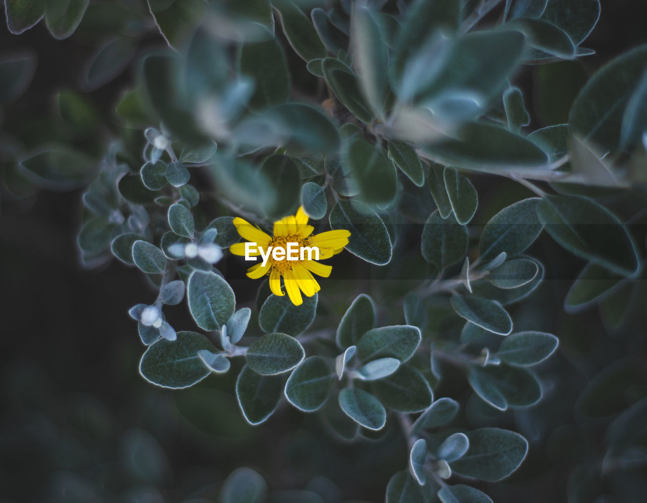 Close-up of yellow flowering plant