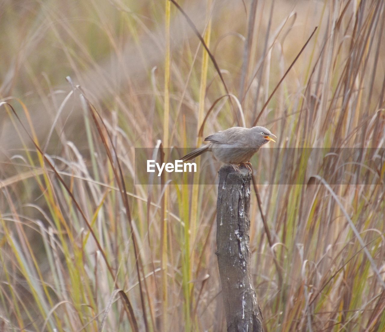 Bird perching on a field