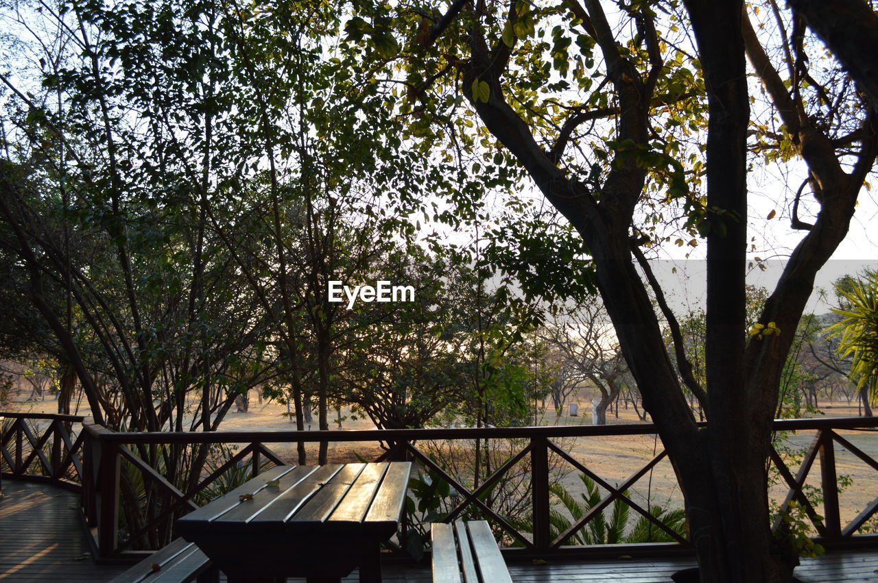 VIEW OF TREES