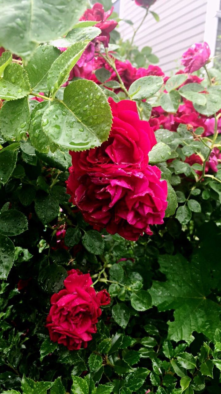 CLOSE-UP OF RED FLOWERS BLOOMING IN WATER