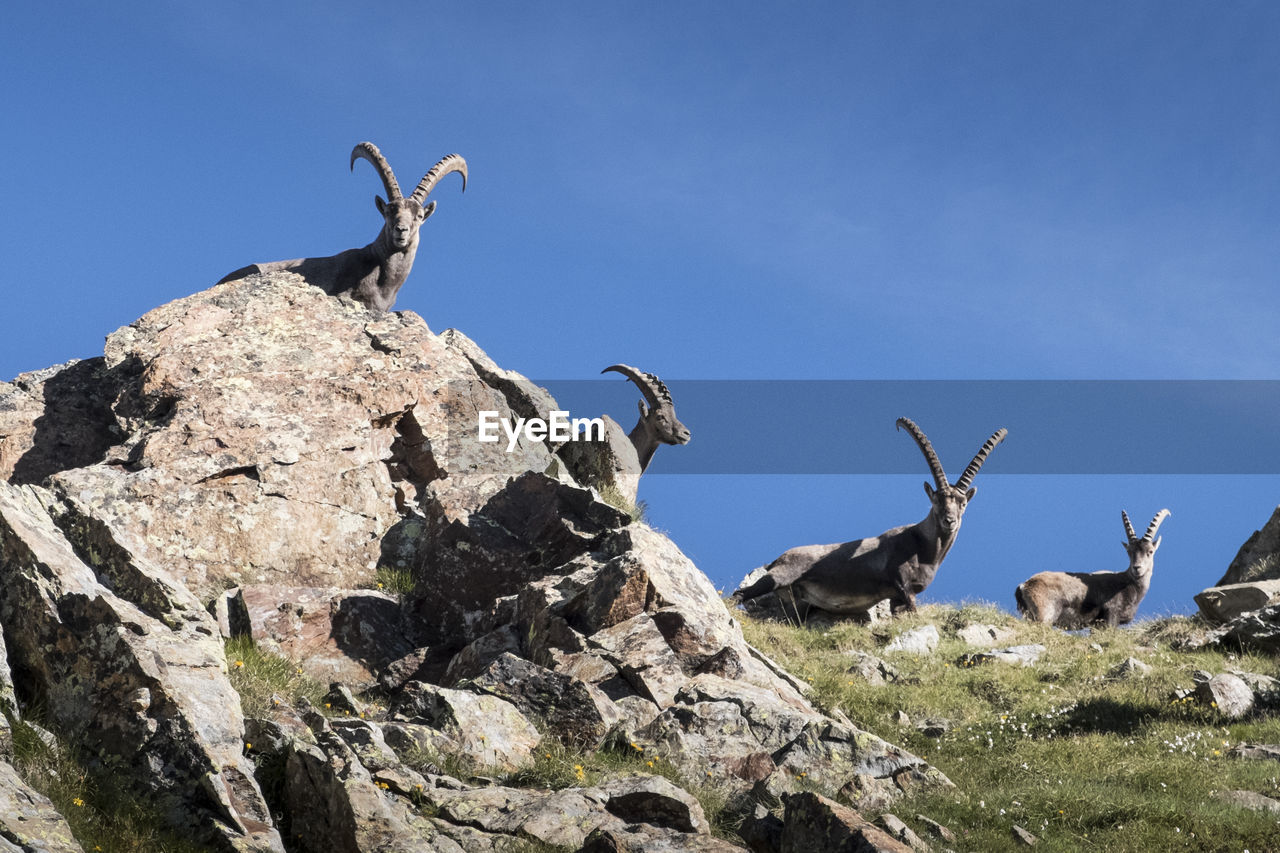 Low angle view of birds on rock against sky