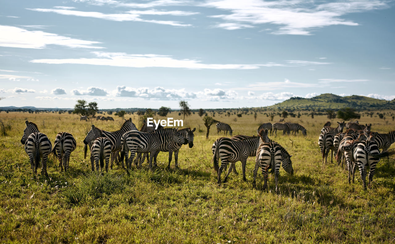 Herd of zebras on a sunny day in the serengeti