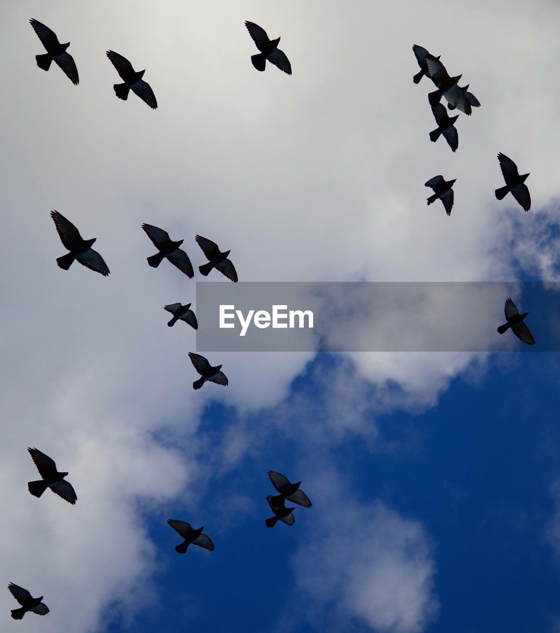 Low angle view of birds against cloudy blue sky