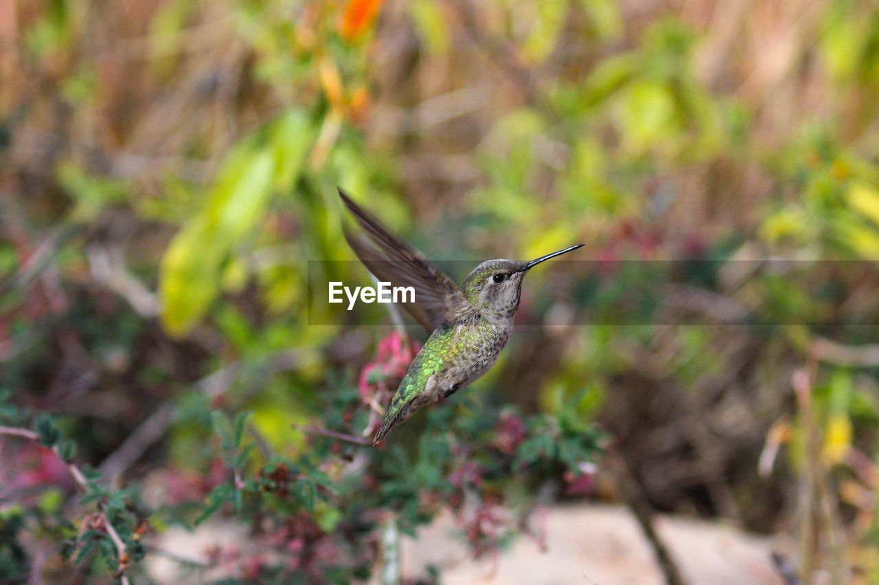 CLOSE-UP OF BIRD FLYING OVER PLANTS