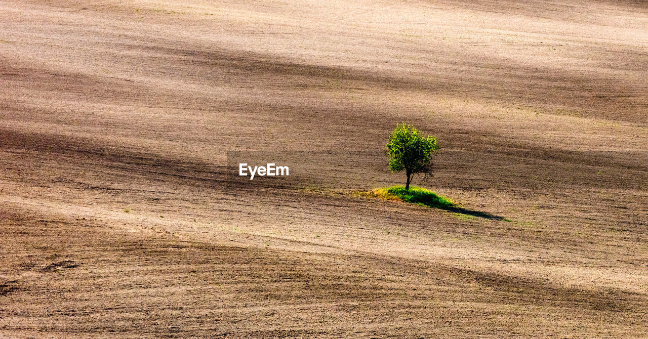 High angle view of plant growing on field