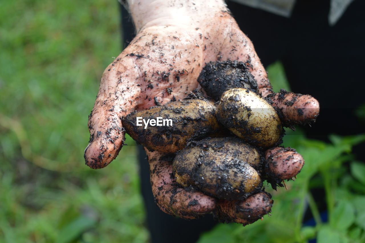 Cropped image of dirty hand holding raw potatoes on field