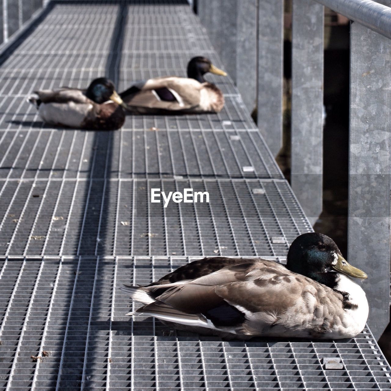 Ducks sitting on metal walkway