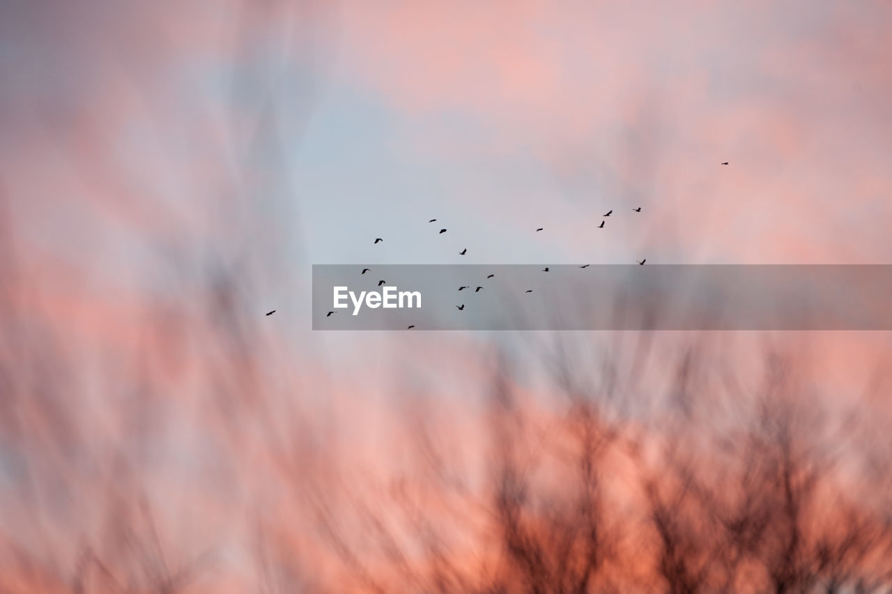 Distant view of birds flying in sky seen through trees during sunset