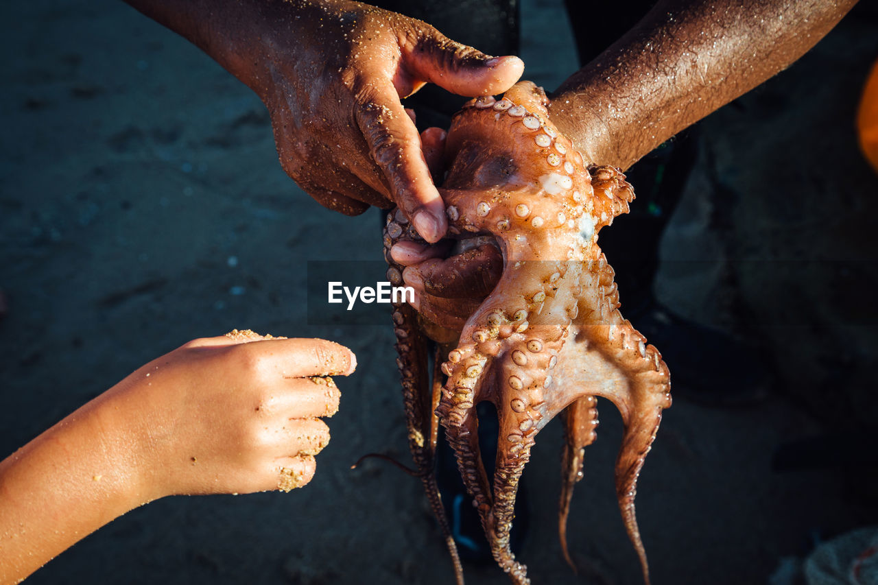 High angle view of hands holding octopus