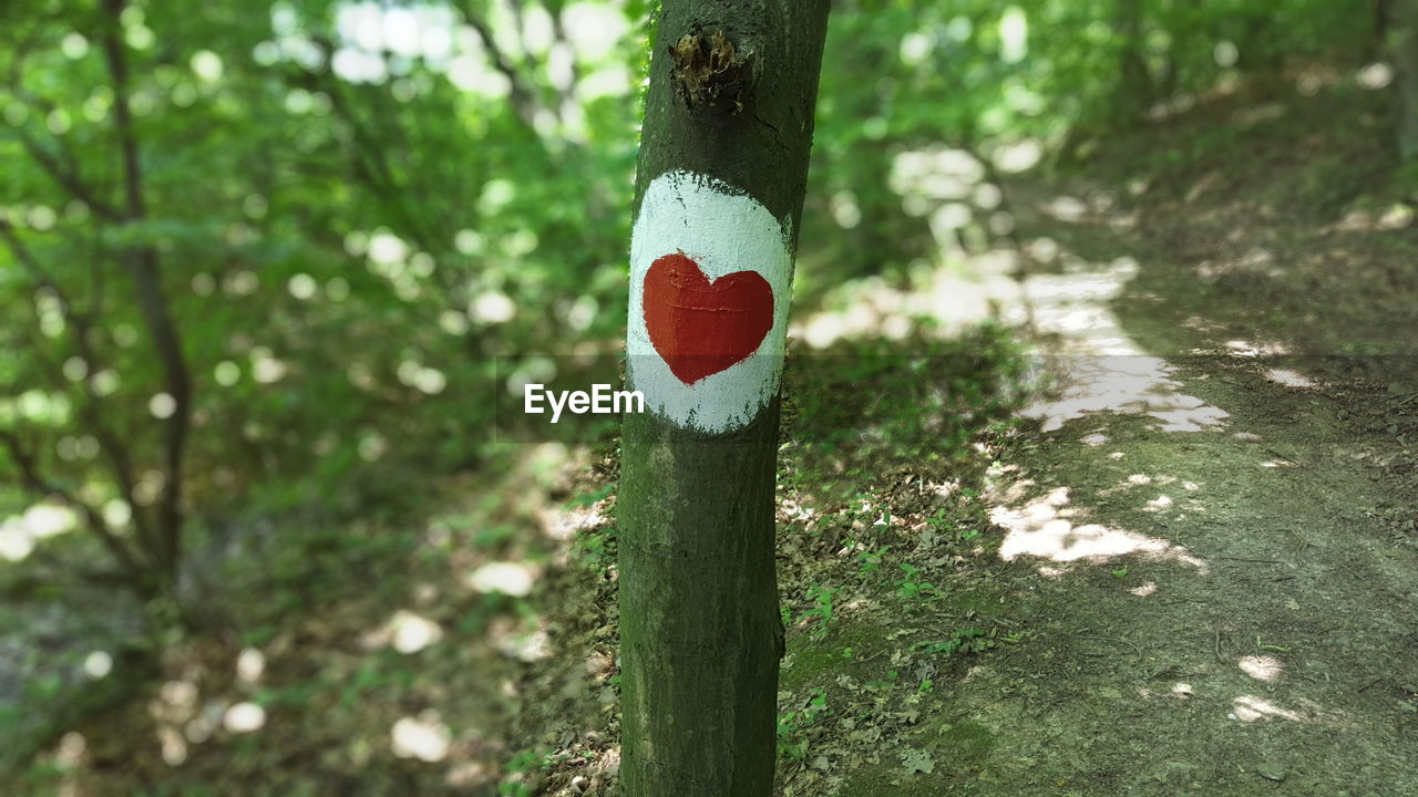 Close-up of heart painted on tree trunk