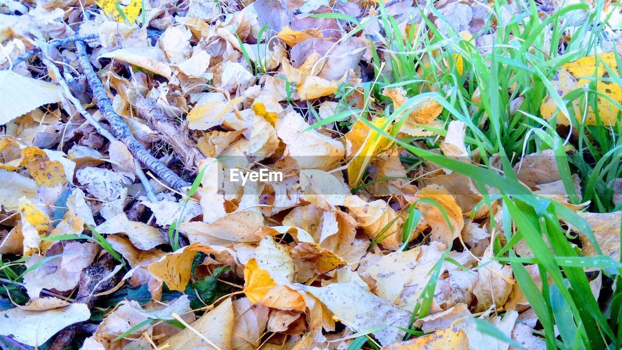 CLOSE-UP OF DRY LEAVES ON FIELD