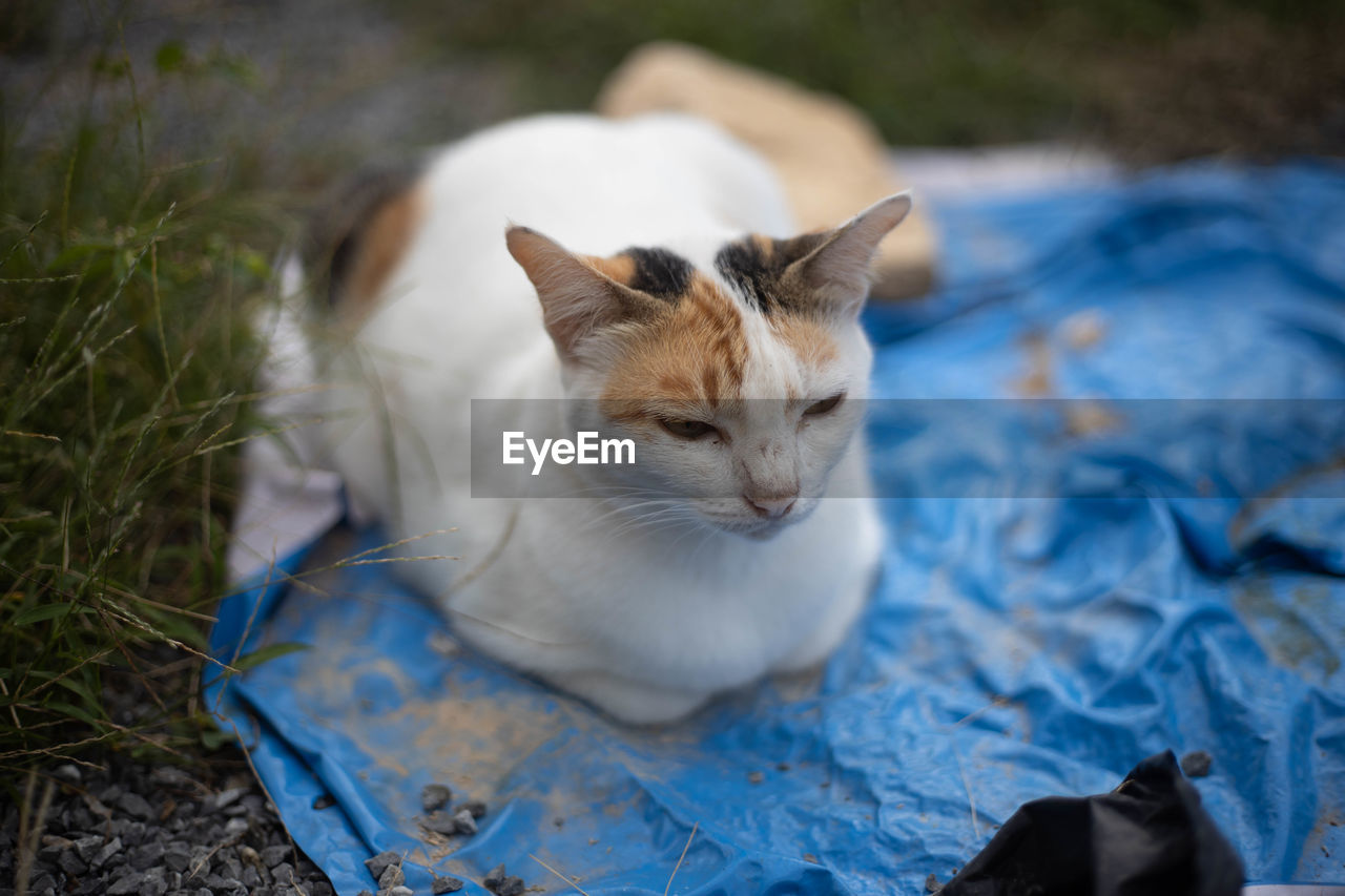 High angle view of cat resting outdoors