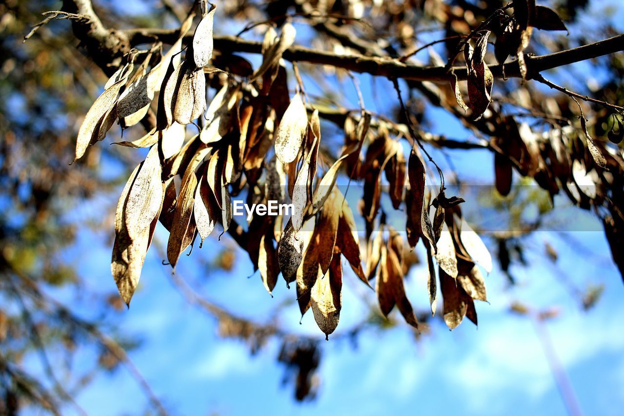 LOW ANGLE VIEW OF TREE BRANCH