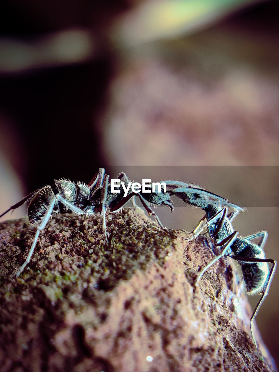 CLOSE-UP OF ANT ON PLANT